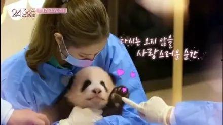 娱乐大爆料熊猫,熊猫明星的幕后故事大揭秘 第1张 娱乐大爆料熊猫,熊猫明星的幕后故事大揭秘 第1张