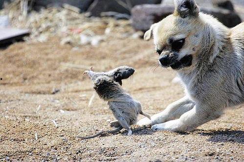 狗抓老鼠新闻爆料视频下载,罕见奇观引发网友热议，视频下载火爆网络  第3张